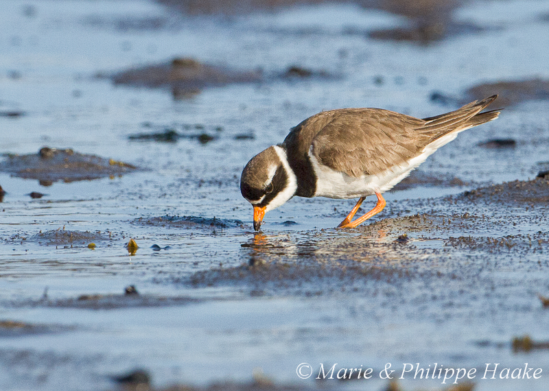 Grand gravelot 6519.jpg - Grand gravelot, Charadrius hiaticula, Common Ringed Plover (Norvège, juin 2012)